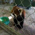 Pandas-vermelhos são retirados do tráfico de animais em Laos
