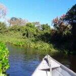 Projeto de lei quer proibir extração vegetal no Pantanal de MS por 5 anos