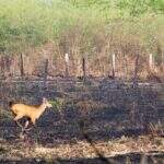 Com mais de 1,2 milhão de hectares destruídos, Unesco manifesta preocupação com Pantanal