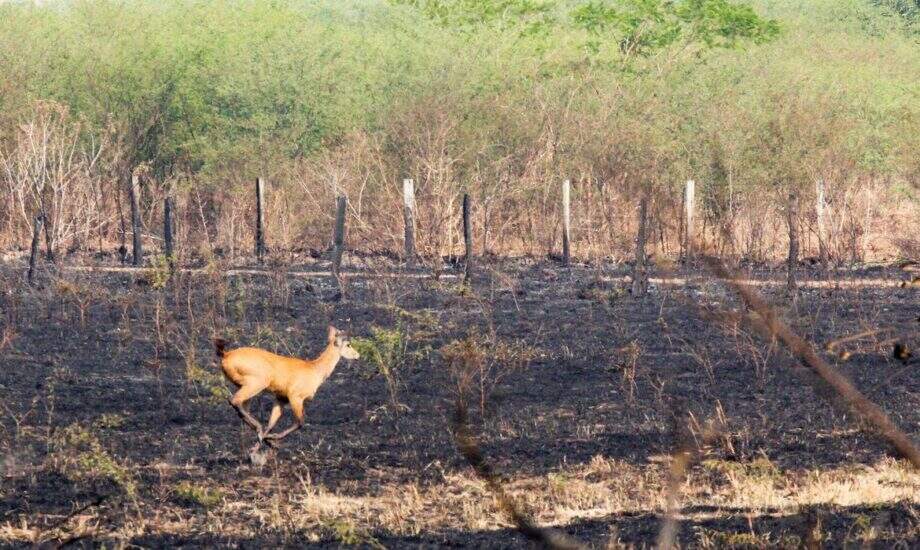 Campanha reúne veterinários e voluntários para salvar animais do fogo no Pantanal