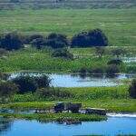 Comitê recomenda que MS suspenda ‘desmatamentos autorizados’ no Pantanal