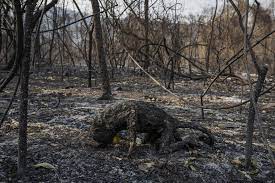 Brasileiro vence maior prêmio de fotografia do mundo com registro do Pantanal incendiado