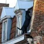 Pantera negra aterroriza moradores de Lille, na França