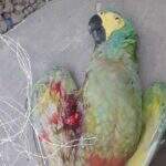 Papagaio é encontrado morto por linha com cerol e moradores se revoltam