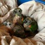 PMA resgata filhotes de papagaio que caíram de ninho após forte ventania