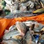 Dona de peixaria que vendia pescado estragado é condenada a 2 anos de prisão