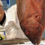 De olho no pescado: Confira dicas básicas na compra de peixes durante a Semana Santa