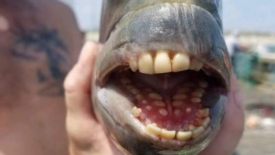 Peixe com ‘dentes humanos’ é capturado em pescaria nos EUA