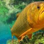 Pesca e comercialização do peixe Dourado é proibida até 2024 em MS