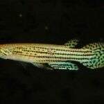 104 novas espécies de peixes são catalogadas em rios do Pantanal de MS
