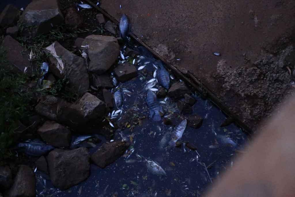 Causa de mortandade de peixes no Rio Anhanduí depende de laudo, diz secretário