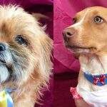 Polícia promove feira para adoção de cães vítimas de maus-tratos resgatados