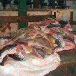 Suspeitos de pesca predatória podem ser multados em até R$ 100 mil