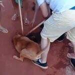 Mais um caso: pitbull escapa e ataca cachorro de rua em Bataguassu