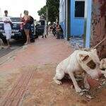 Pitbulls invadem casa e atacam poodle no bairro Zé Pereira