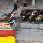 PMA autua três paulistas em R$ 2,5 mil e apreende 25 kg de pescado ilegal