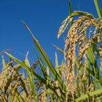 Produção de grão de arroz sofre queda de quase 20% em MS, aponta IBGE