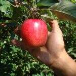 Colheita de maçã: 46 indígenas de Aquidauana foram enviados para região sul nesta semana