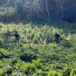Polícia paraguaia destrói mais de 200 toneladas de maconha em plantações na fronteira