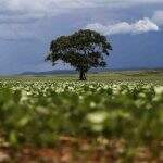 Prazo para registro da área plantada com soja em Mato Grosso do Sul termina na segunda-feira