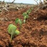 Com expectativa de safra recorde, produtores aproveitam chuva para iniciar plantio da soja em MS