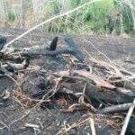 Fazendeiro é multado por desmatar 3 hectares de vegetação e colocar fogo