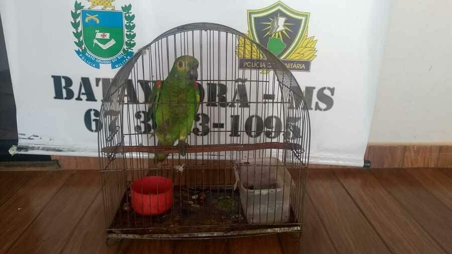 Homem é multado em R$ 5 mil por ter papagaio de ‘estimação’ sem licença ambiental