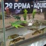 Polícia apreende nove tigres d’água brasileiros e autua pet shop em R$ 4,5 mil