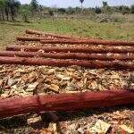 PMA autua proprietário rural em R$ 8,9 mil por armazenamento ilegal de madeira