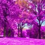 Purple Valley: O filtro que virou febre no Instagram