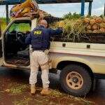 Fruta da boa: PRF encontra 179 kg de maconha escondidos sob carga de abacaxis