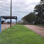 Após queda de árvore na rede, região sul de São Gabriel do Oeste fica sem energia