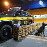 Cães da polícia não deixam caminhoneiro mentir e flagram maconha na carga de frango em MS