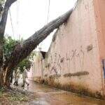 VÍDEO: Árvore de 15 metros cai durante temporal e atinge casas no centro de Campo Grande