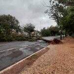 Prefeitura libera telefone 156 para população solicitar retirada de árvores que caíram no temporal
