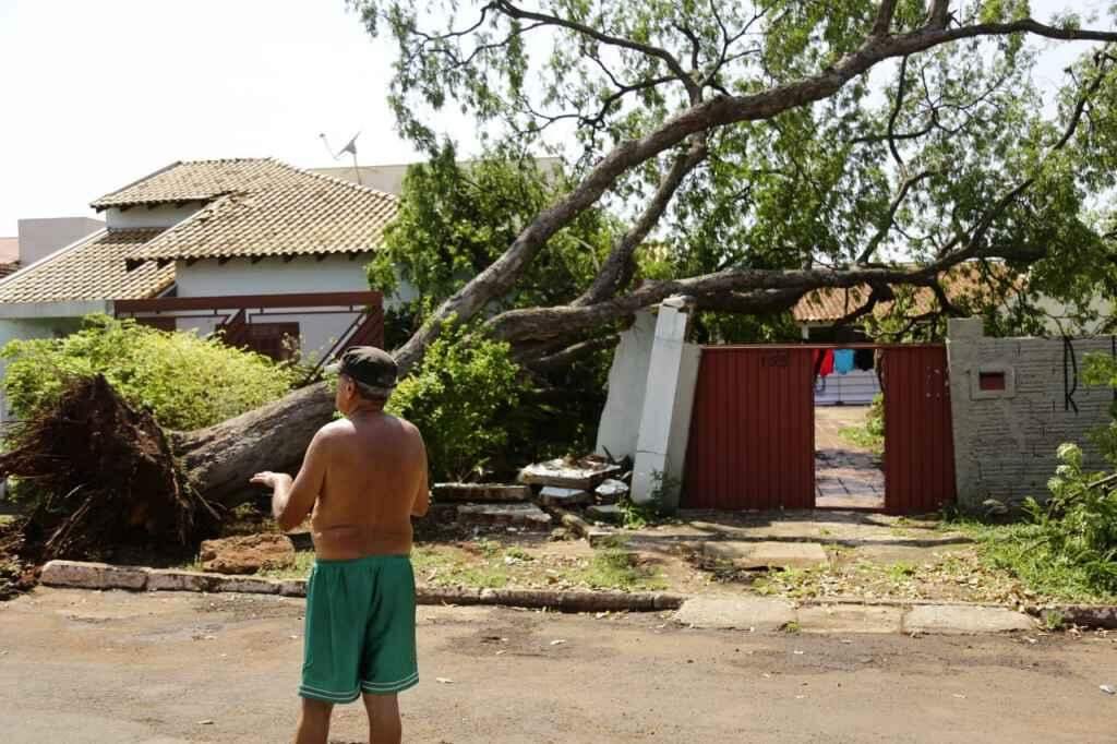 Árvore caiu e destruiu muro (Henrique Arakaki