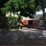 Carro fica danificado após queda de árvore “problemática” no bairro Santa Fé