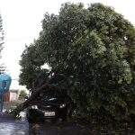 Prefeitura deverá indenizar morador por danos causados por queda de árvore