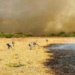 Pesquisadores da UEMS analisam fogo histórico no Pantanal
