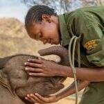 Filhotes de elefante encontram carinho e vida nova em orfanato no Quênia