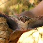 Iagro confirma casos de raiva em morcegos na região sul de MS