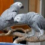 Papagaios são colocados em isolamento após xingarem visitantes em zoológico