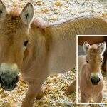 Kuny, o pônei: um clone de um cavalo raro em perigo