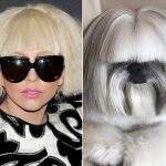 Adorável Shih Tzu tem uma estranha semelhança com Lady Gaga