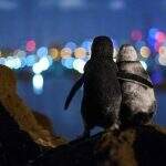 Pinguins viúvos se abraçando em foto premiada.