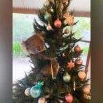 Coala invade casa na Austrália e ‘escala’ árvore de Natal