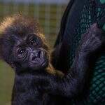 Zoológico abre votação para escolha de nome do filhote de gorila.