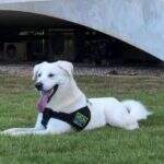 Cachorro adotado por família Bolsonaro já tinha dono e será devolvido.