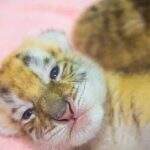Raríssimos quádruplos tigres dourados nasceram em um zoológico chinês
