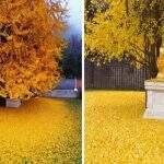 Árvore de 1.400 anos forma um mar dourado em templo budista.